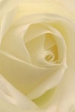 This evocative image draws you into the serene heart of a cream-white rose-the spiraling petals soft as morning mist over Old Ford's meadows. Each delicate curve reflects the subtle beauty of local landscapes, bathed in gentle daylight that infuses the scene with calm. Shadows curl between layers of ivory, imparting a sense of depth and contemplative quiet. As an Old Ford florist, I see in this rose a symbol of pure reverence and fresh beginnings-perfect for sending sympathy, admiration, or messages of hope. The perspective, nestled close, captures not only the intricate craftsmanship but the sincere feeling that shapes every bouquet in our neighbourhood. A fragile sweetness lingers, an echo of days spent wandering along Hertford Union Canal or through vibrant local markets, ready to deliver a little comfort and artistry across Old Ford and its welcoming streets.